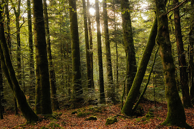 Un document édifiant : la stratégie « com »de l’État pour permettre la sur-exploitation du bois et des forêts