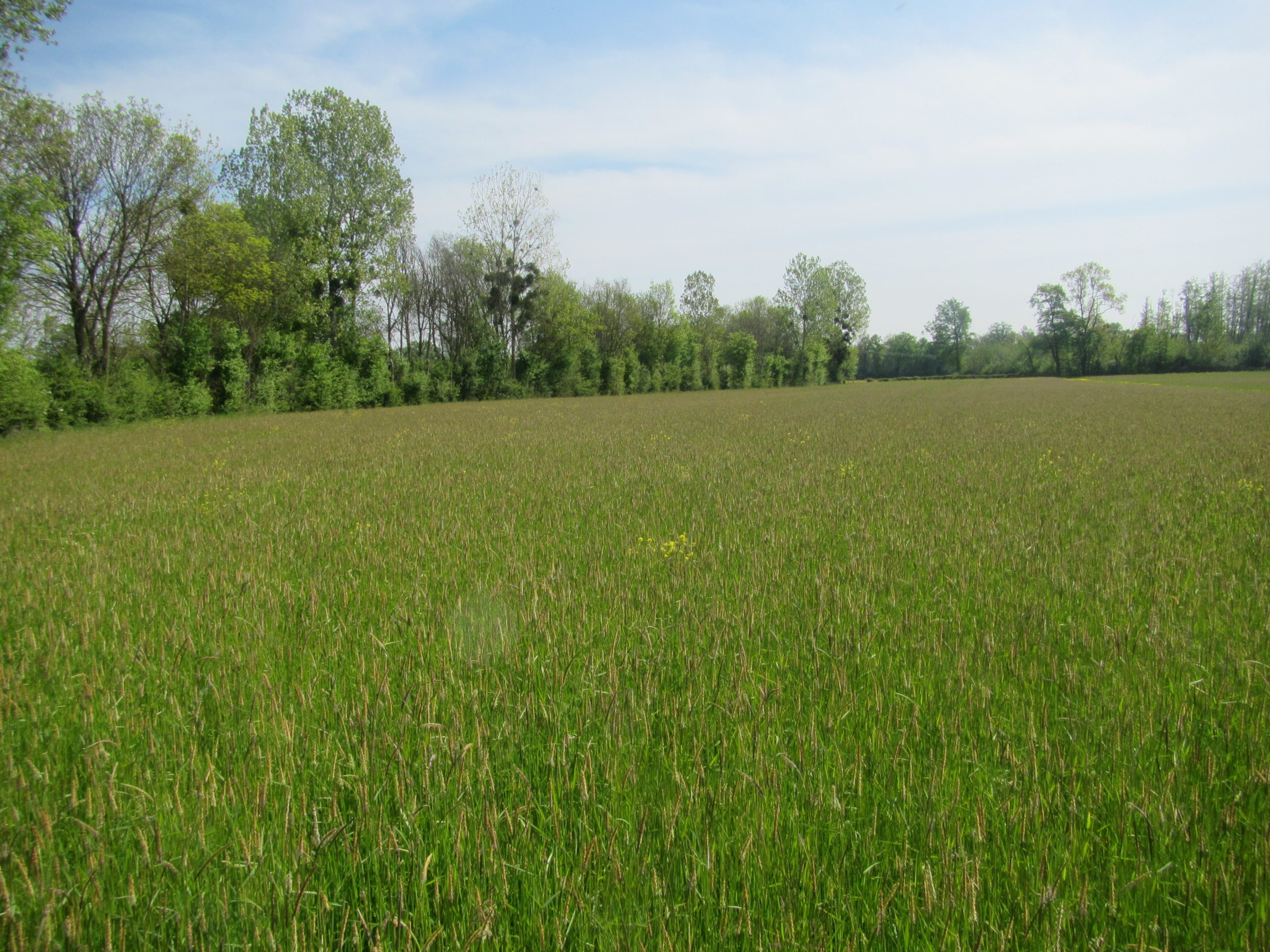 Utilisation de semences locales pour la restauration de prairies agricoles : un premier test encourageant sur le bassin versant de la Veyle